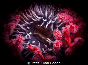 Bed of Roses > Sea anemone surrounded by multicolored seafan by Peet J Van Eeden 